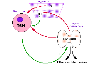 control of thyroid function